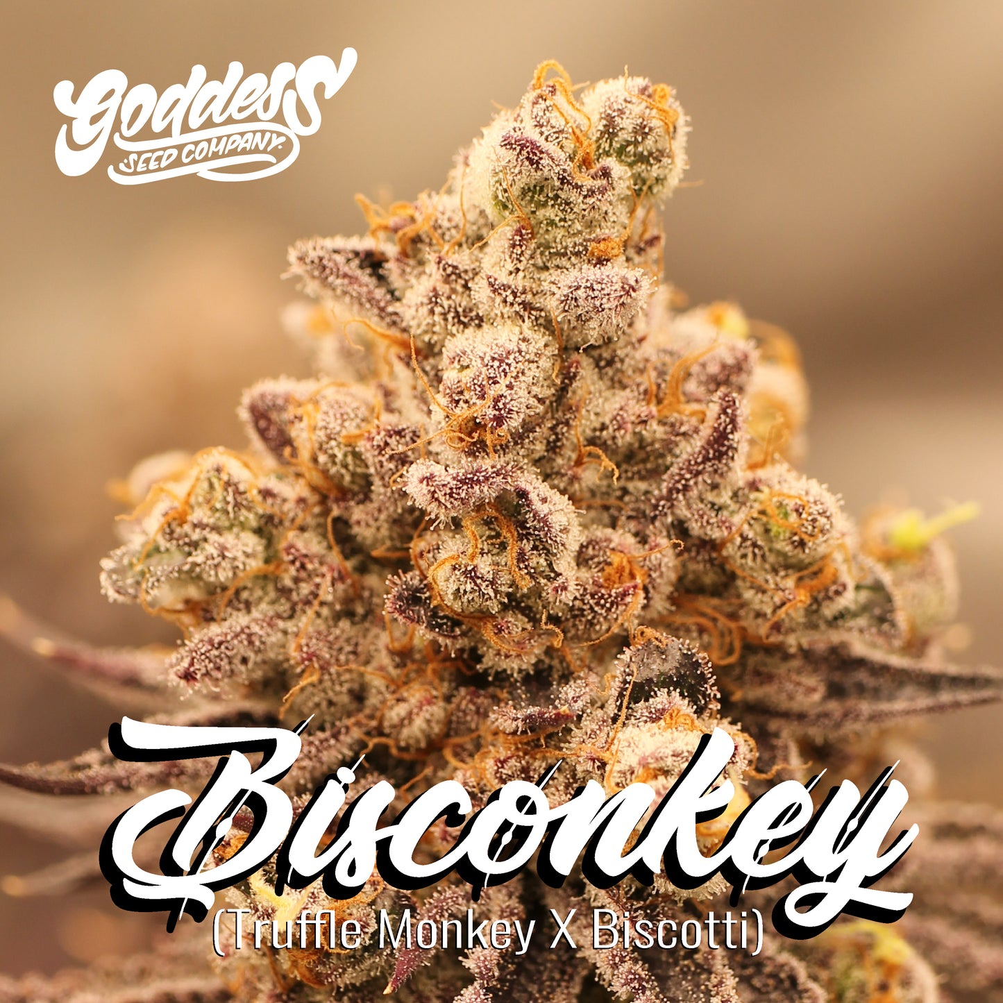 Bisconkey (Reg)