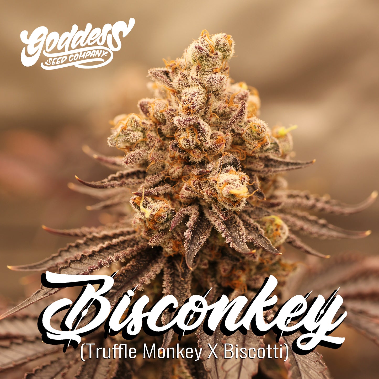 Bisconkey (Reg)