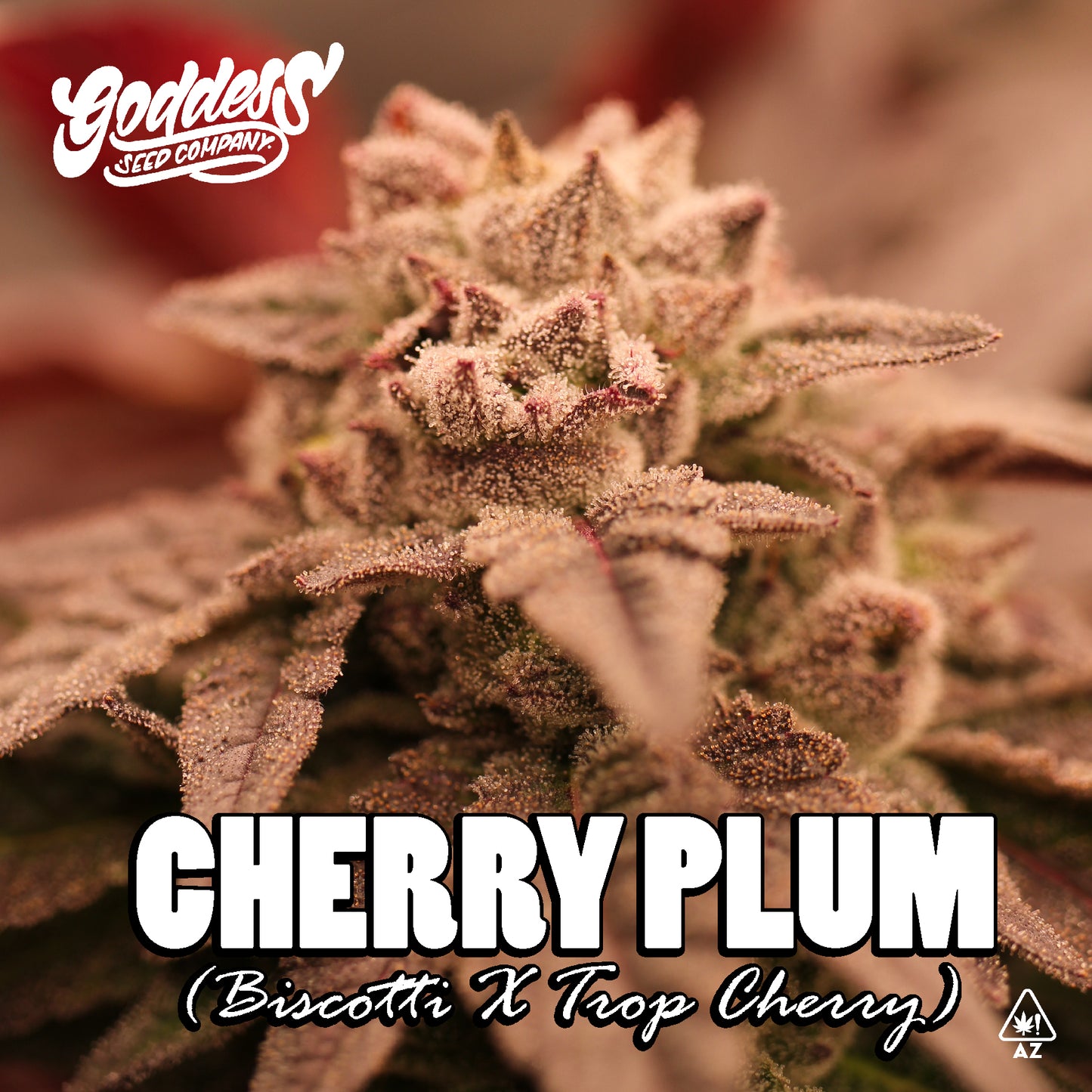 Cherry Plum (Reg)