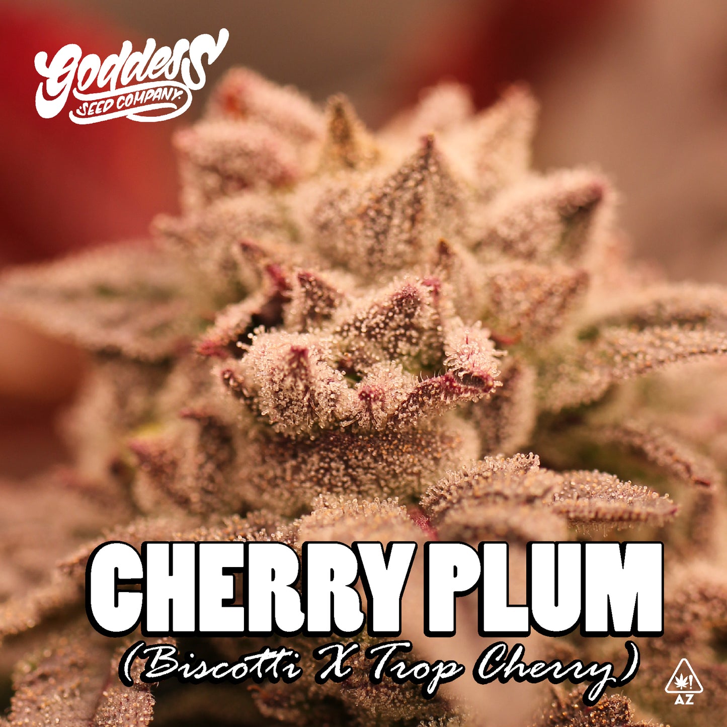 Cherry Plum (Reg)