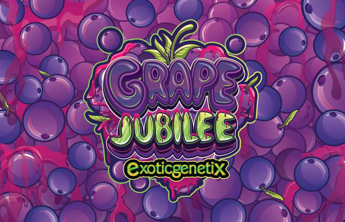 Grape Jubilee Box Set Limited Edition