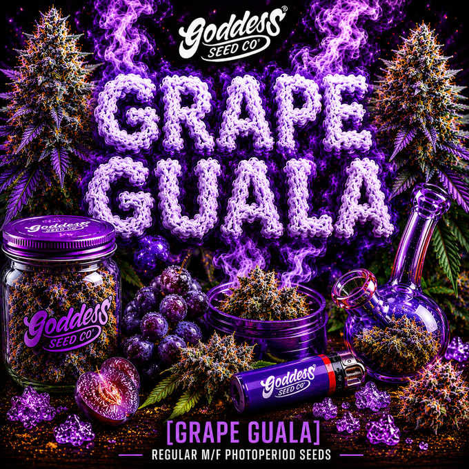 Grape Guala (Feminized)