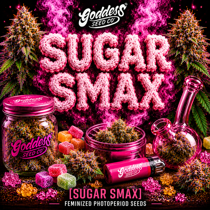 Sugar Smax (Auto Fem)