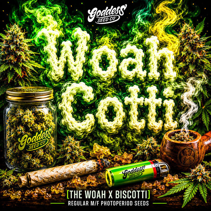 Woah-Cotti (Reg)