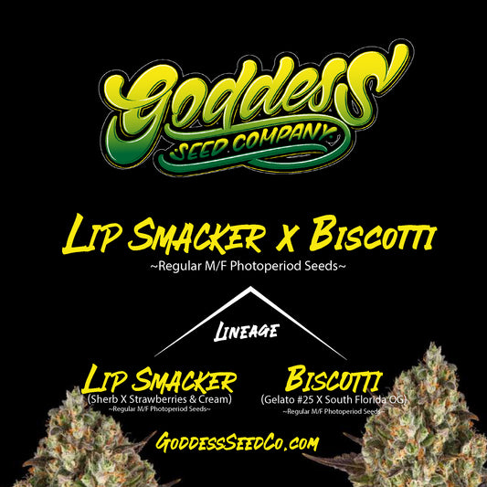 Lip Smacker X Biscotti