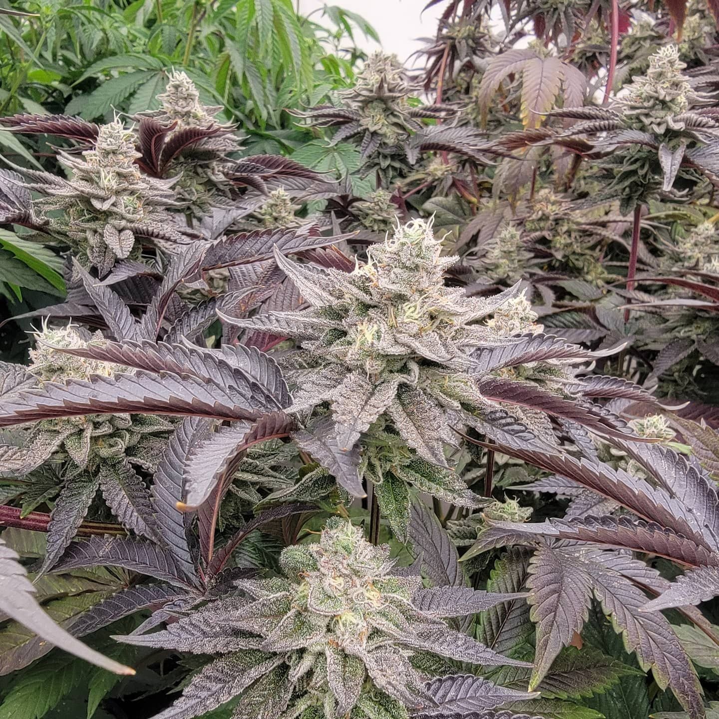 Petrol Cookies (Reg)