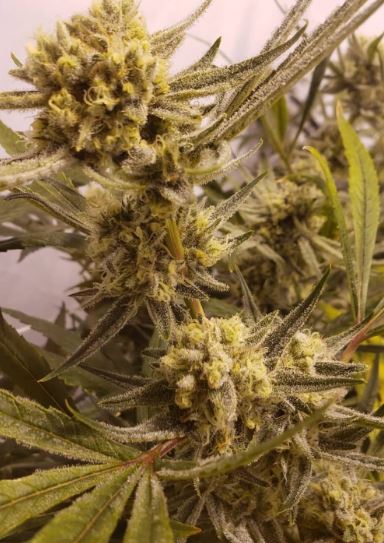 Cancers Nightmare (Reg)