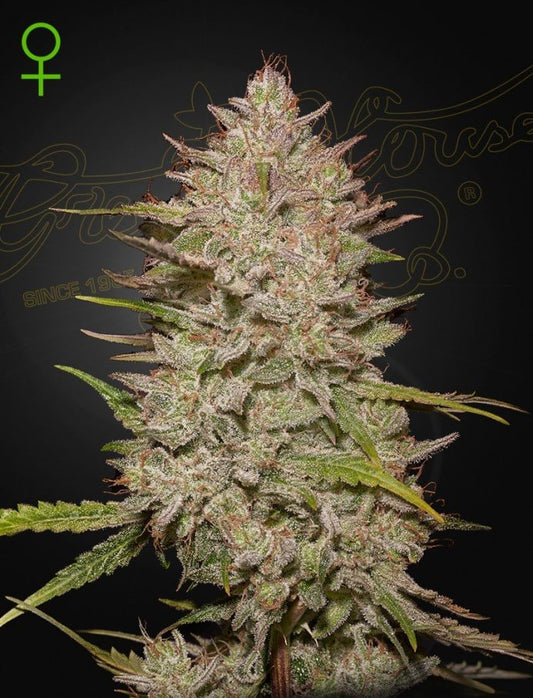 ChemCandy F2  (Auto Reg)