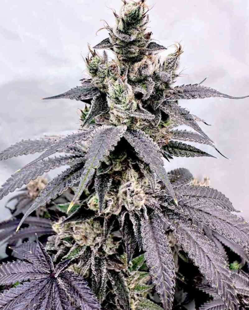 Dumb Gas (Fem)