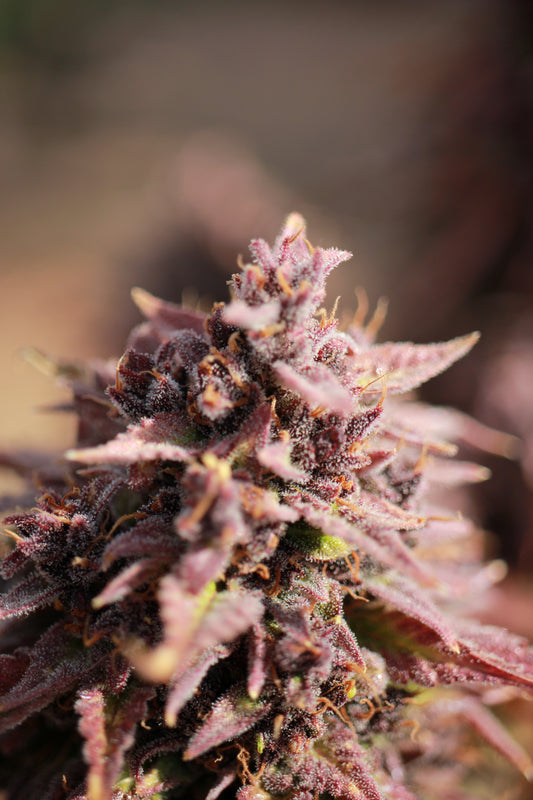 Strawberry Stomper (Auto Fem)