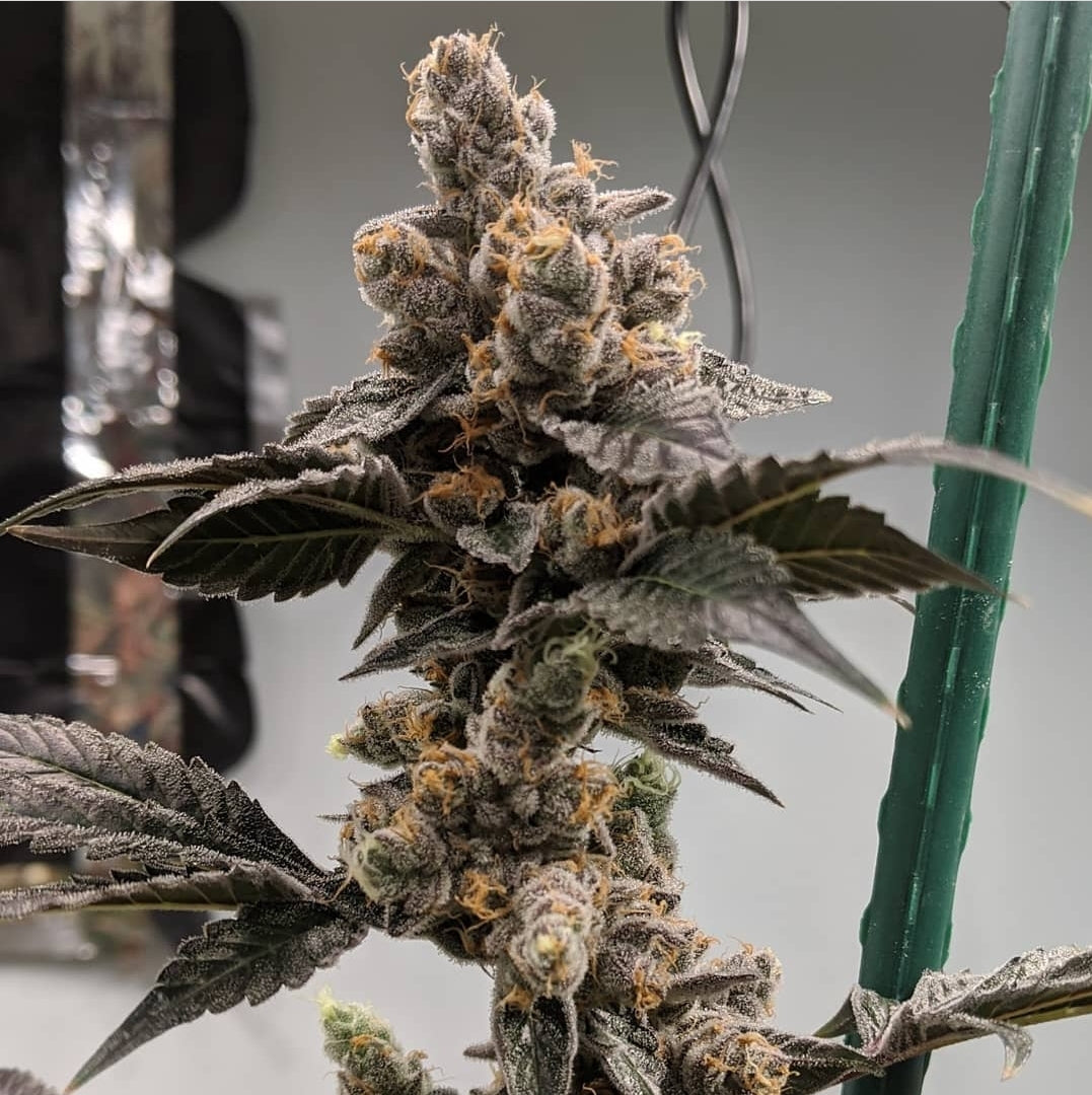 Petrol Cookies (Reg)