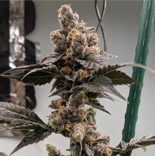 Petrol Cookies (Reg)