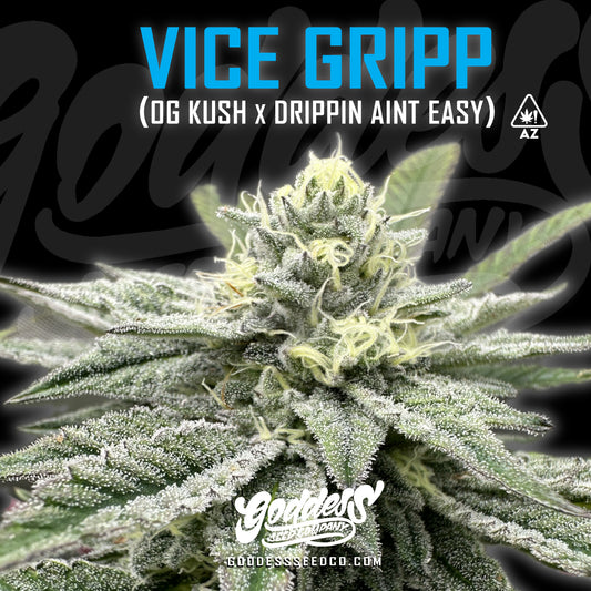Vice Gripp (Fem)