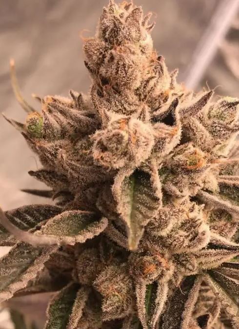 Cherry Kerosene - (Reg)