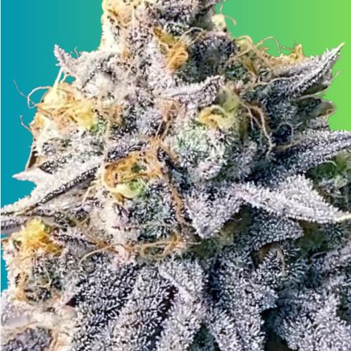 Durban Cookies (Auto Fem)