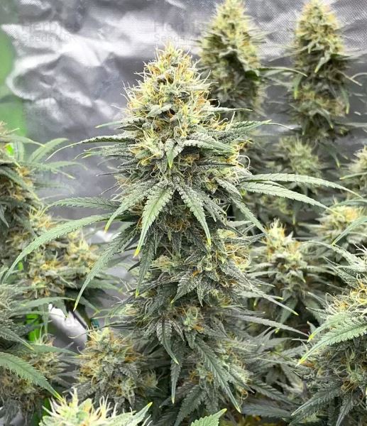 Durban Bubble  (Auto Fem)