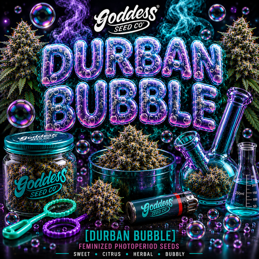 Durban Bubble  (Auto Fem)