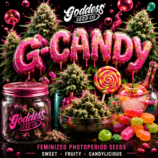G Candy  (Auto Reg)