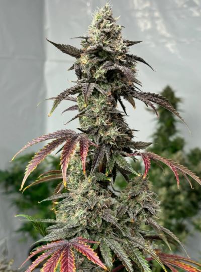 G-Chem-O F2 (Auto Reg)