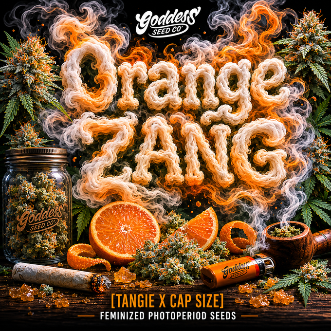 Orange ZANG (Fems)
