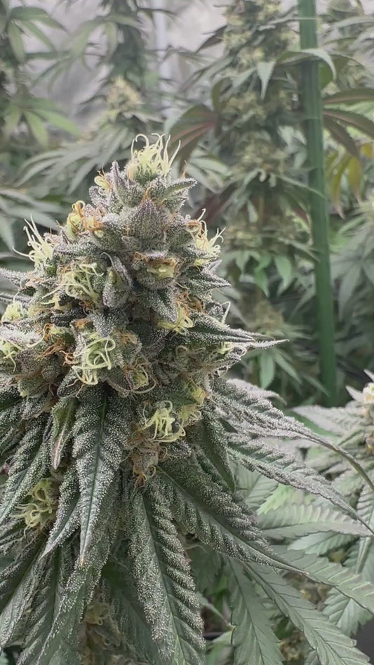 Grape Guala (Feminized)