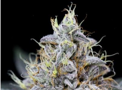 SinMint Sundae (Fem)