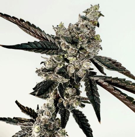 Ring of Sour (Fem)