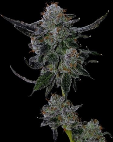 Strawberry Gushers (Auto Fem)