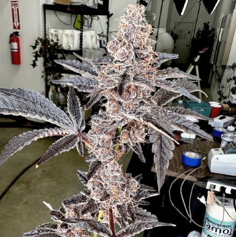 Strawneapple (Fem)